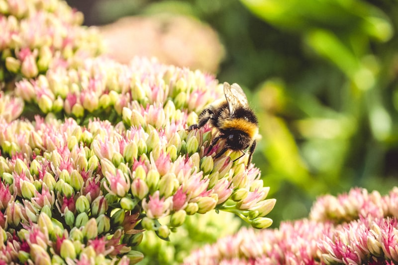 Biene auf Blüte
